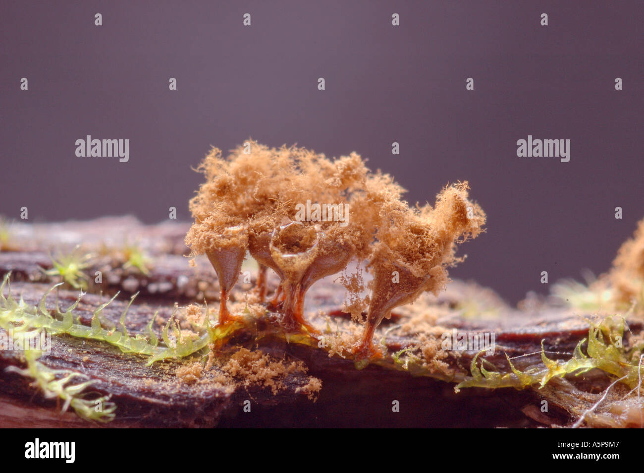 Mature yellow stalked fruiting bodies of slime mould myxomycete Arcyria denudata growing on the wood and spreading spores Stock Photo