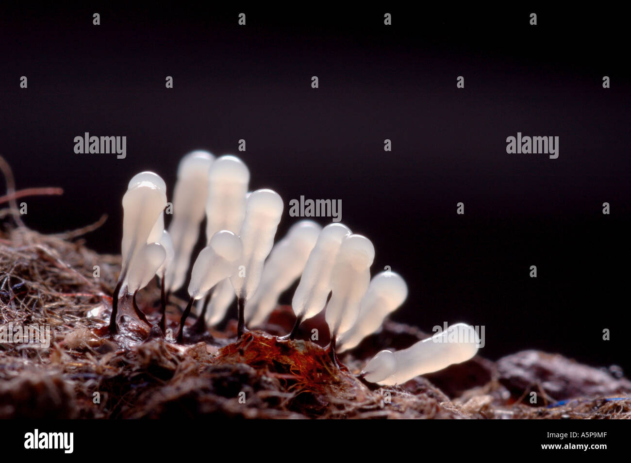 Sausage shaped white translucent fruiting bodies of slime mould or myxomycete Stemonitis splendens growing on the wood Stock Photo