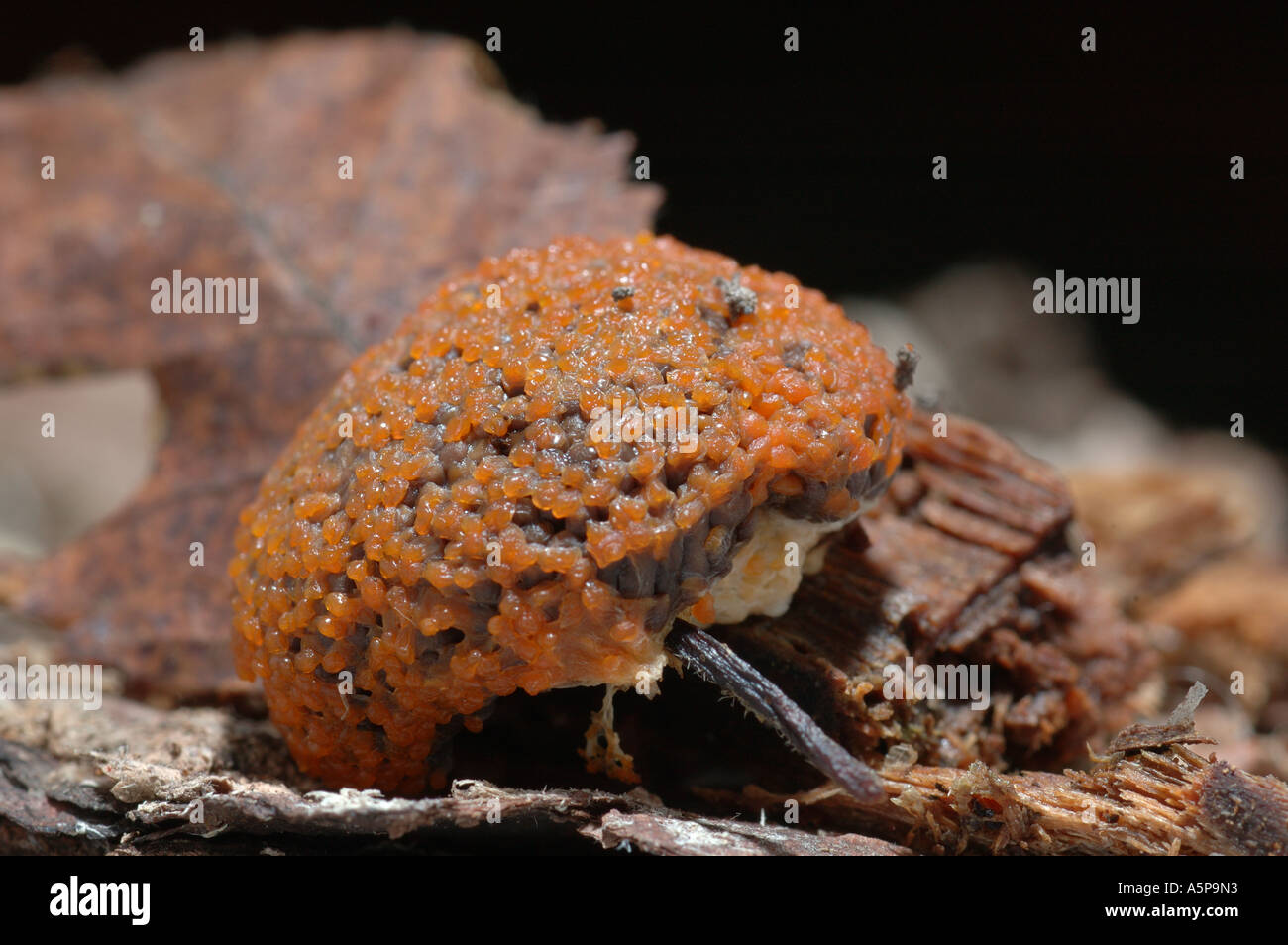 Slime mould ( myxomycete ) growing on the pulled down leaf Stock Photo