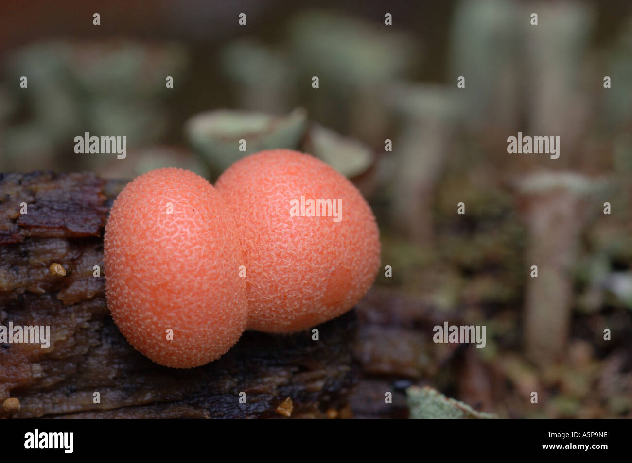 Reddish oval fruiting bodies of widely distributed slime mould or myxomycete Arcyria denudata growing on the wood Stock Photo