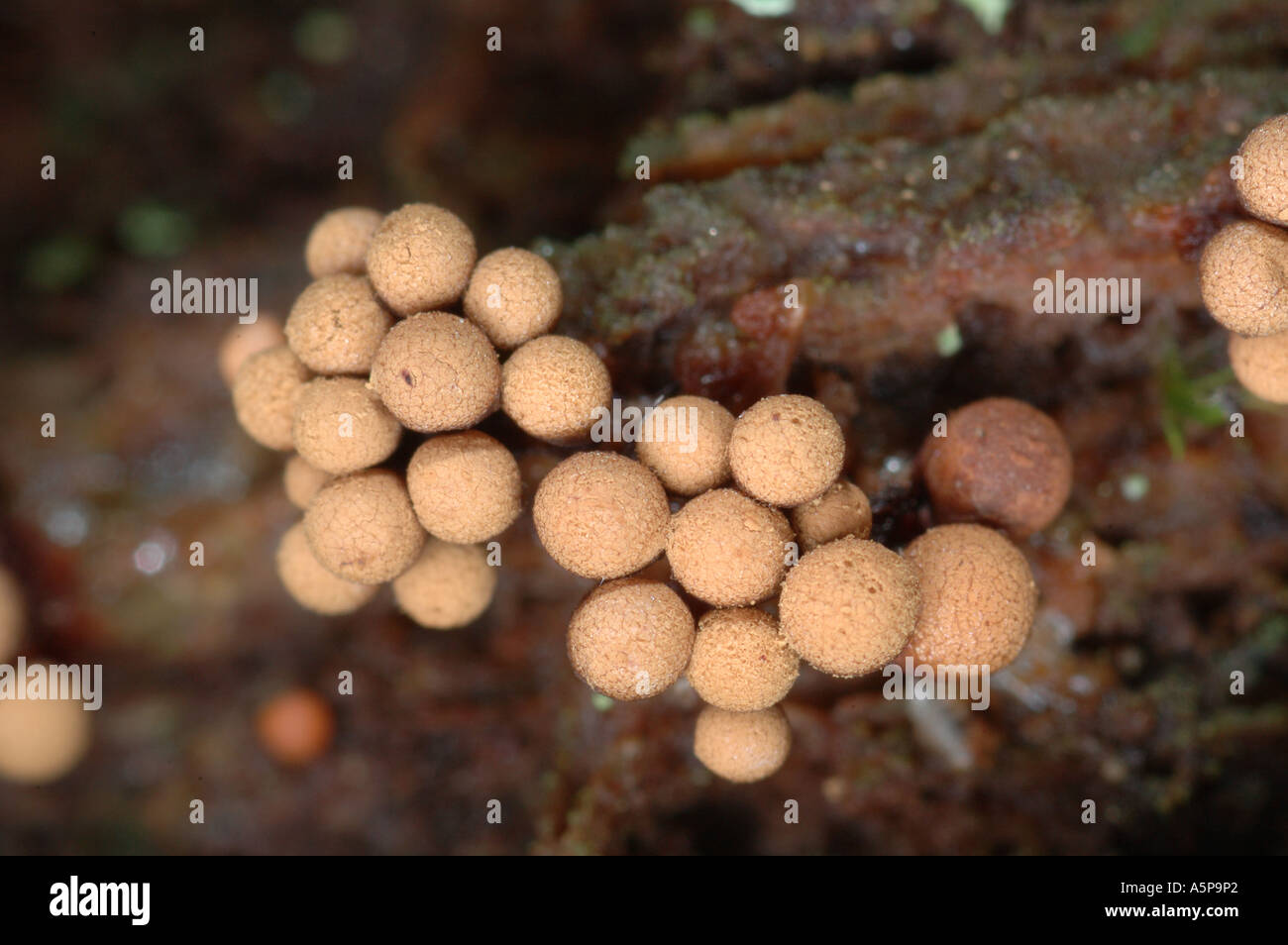 A group of stalked fruiting bodies of slime mould myxomycete Cribraria argillacea growing on the wood Stock Photo