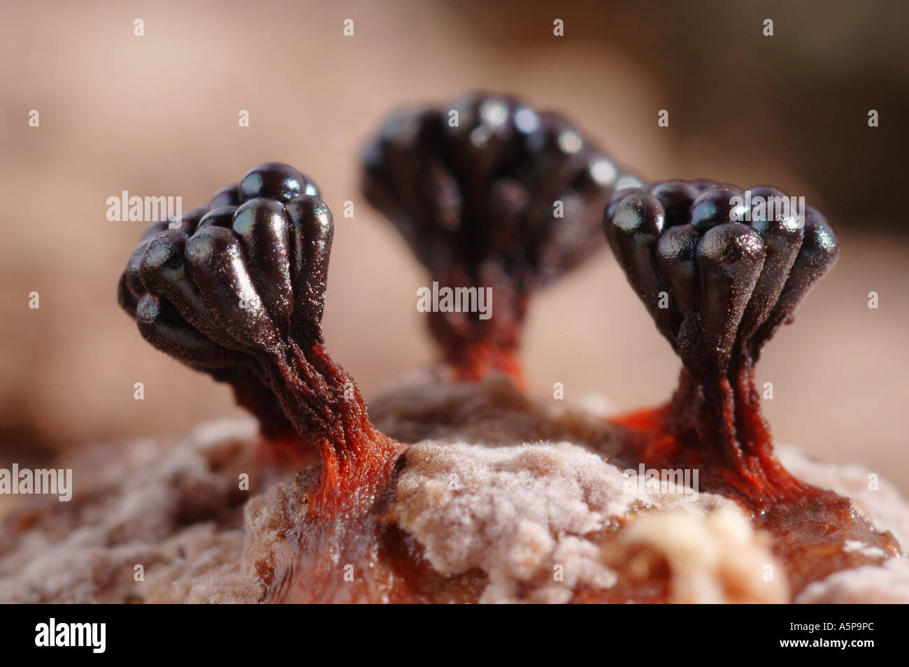 Close up of three fruiting bodies of black slime mould or myxomycete Metatrichia vesparium groving on decay wood Stock Photo