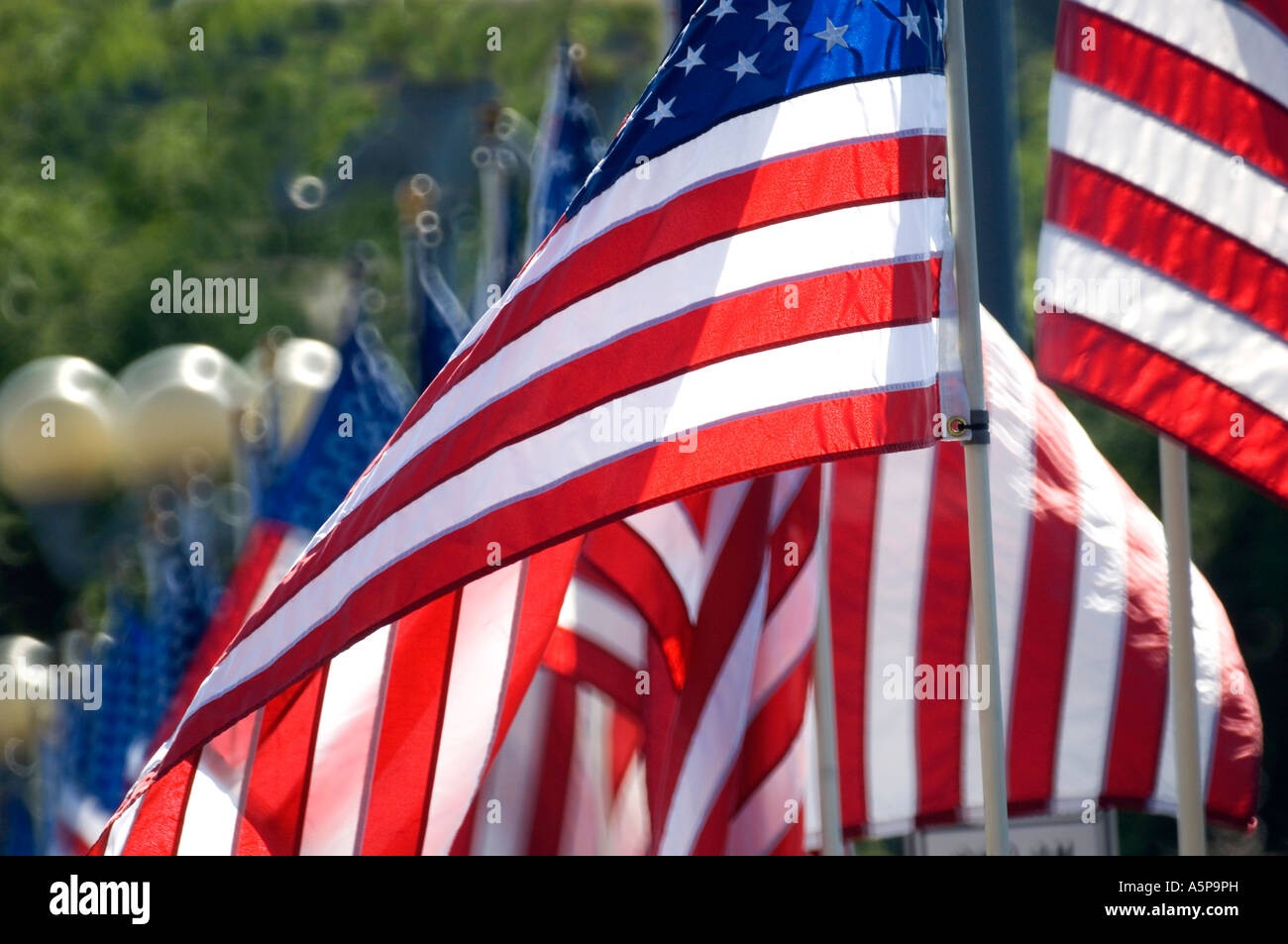 American flags, Westport, Ct. USA. Stock Photo