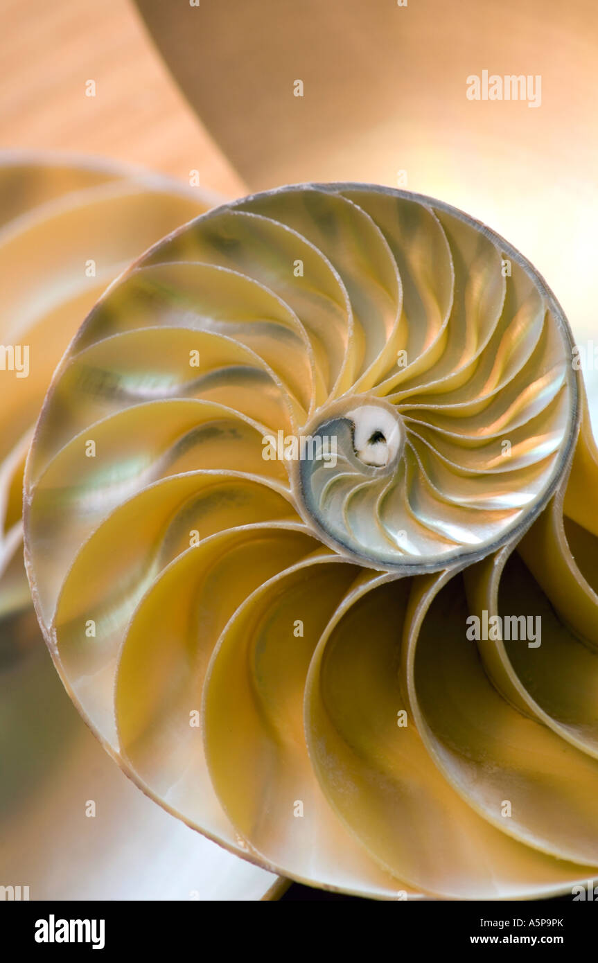 Nautilus shell. Stock Photo