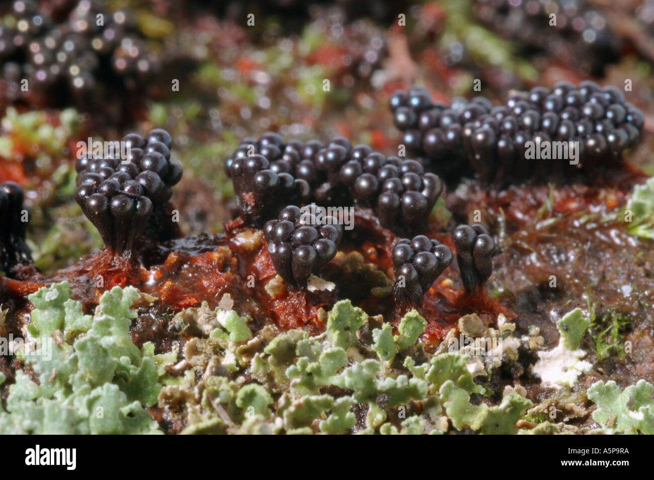 Many minute fruiting bodies of black slime mould or myxomycete Metatrichia vesparium groving in the moss Stock Photo