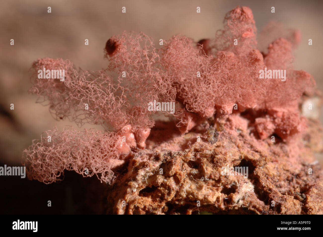 Mature red stalked fruiting bodies of widely distributed slime mould or myxomycete Arcyria denudata spreading spores Stock Photo