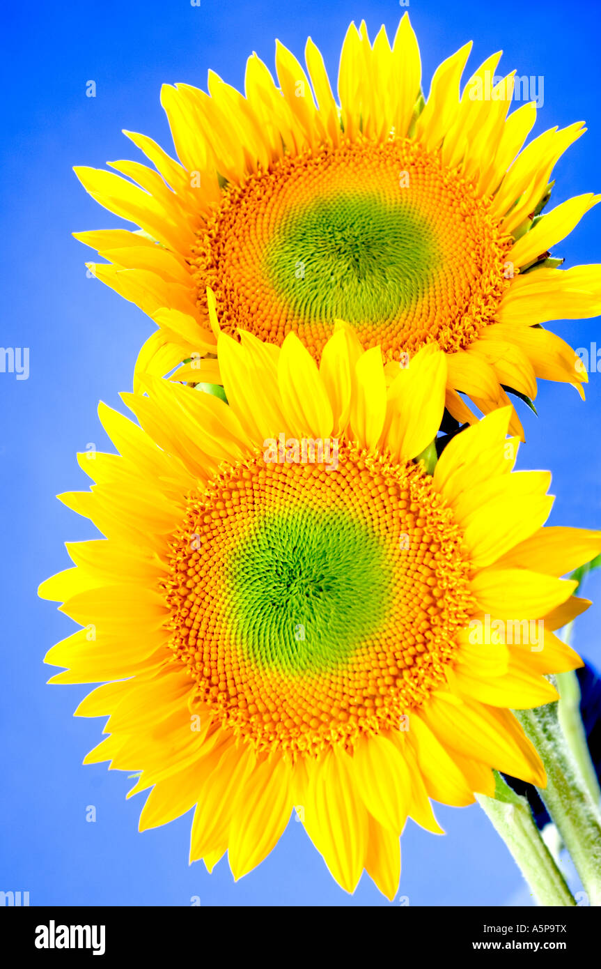 Yellow sunflowers  with blue sky. Stock Photo