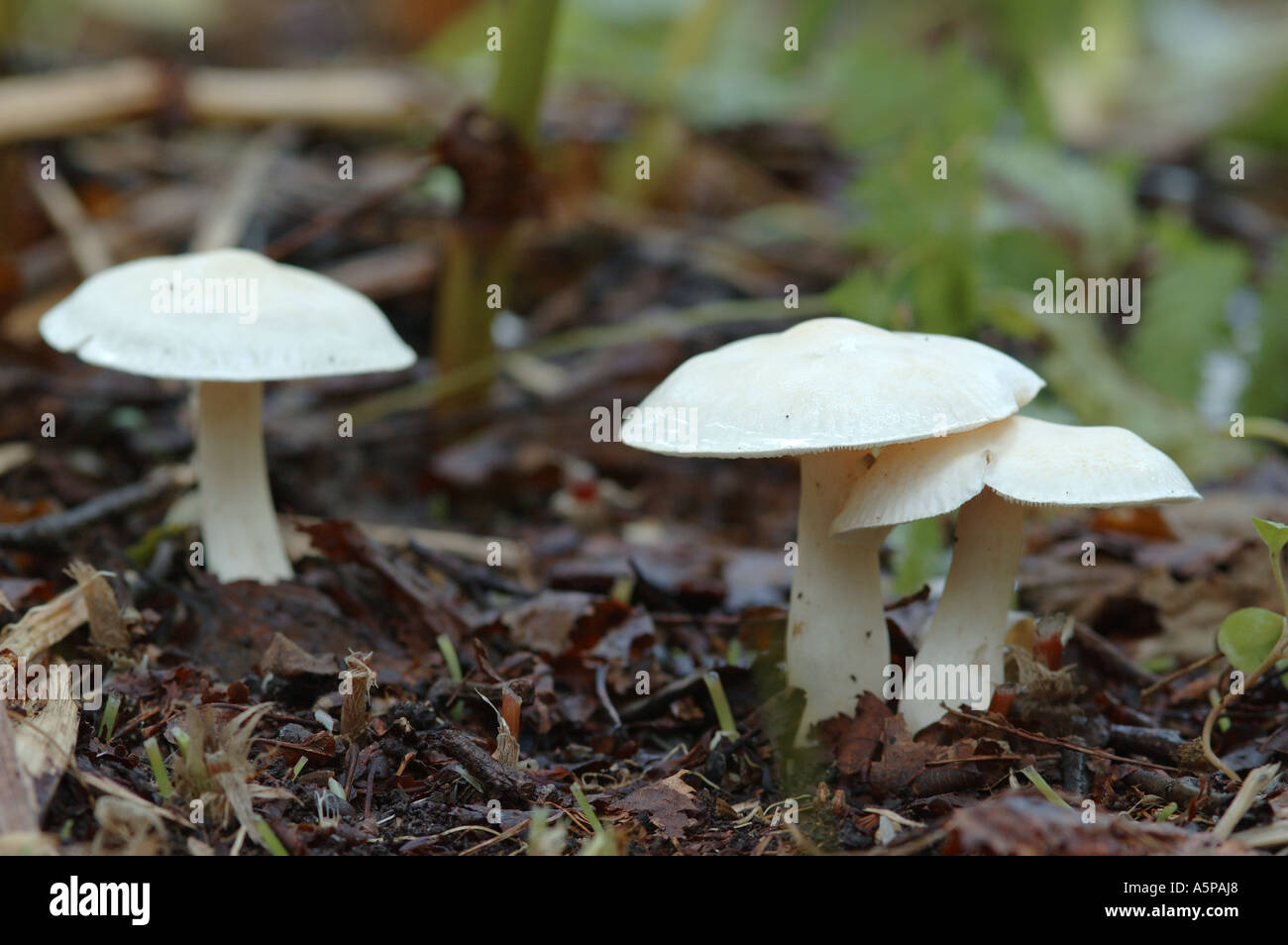 A group of white poisonous toadstools ( fungus , mushrooms ) Tricholoma album growing on the ground in the forest Stock Photo