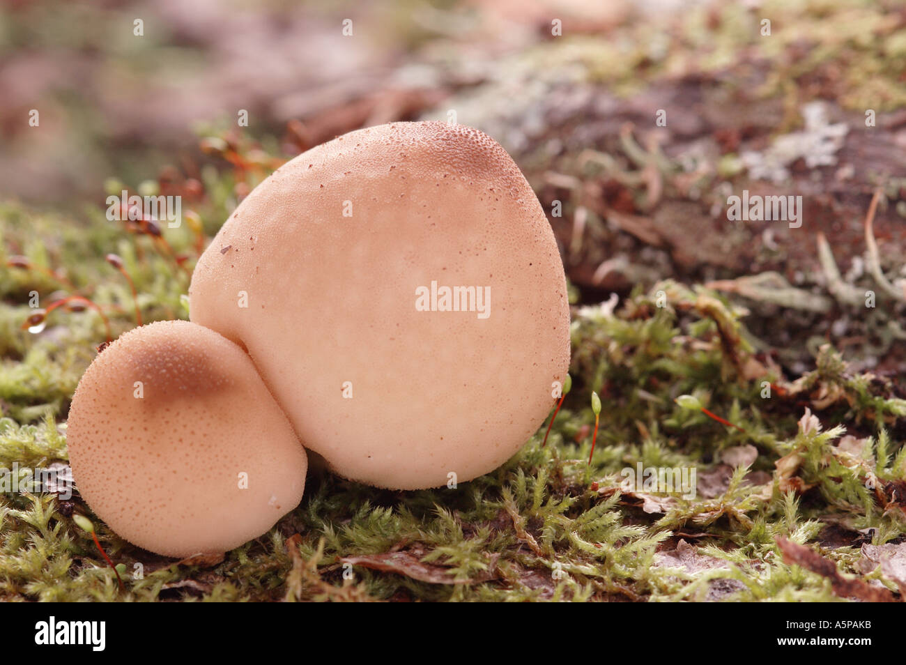 Egg shaped mushrooms hires stock photography and images Alamy