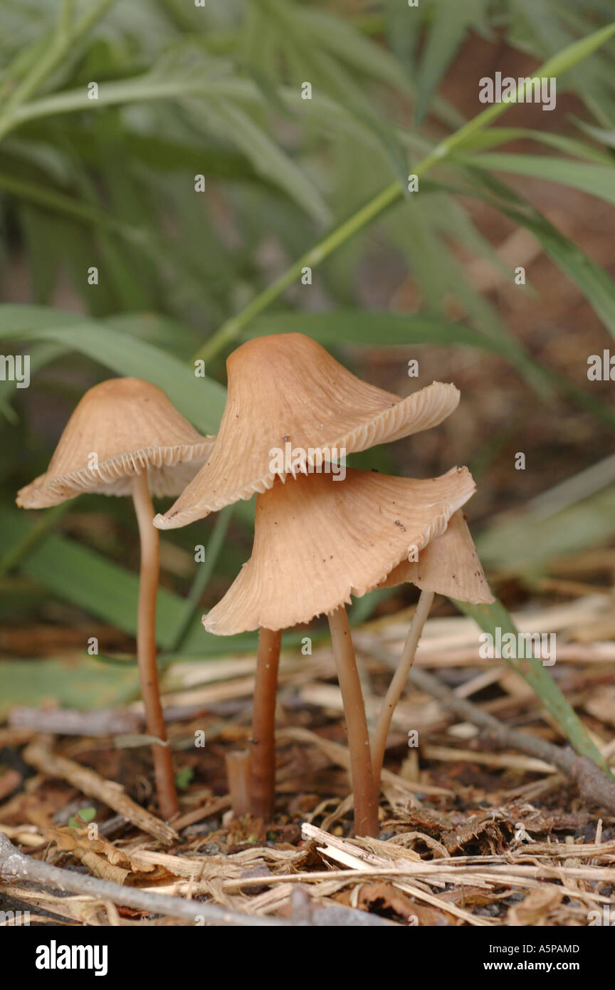 A group of brown toadstools ( fungus, mushrooms ) growing in the grass in the forest. Large wide caps on long thin fragile stems Stock Photo