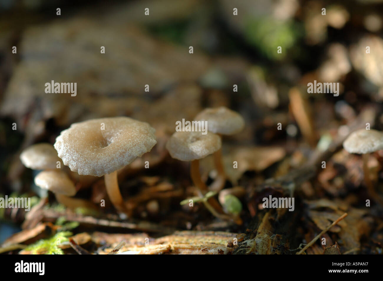 A group of tiny toadstools ( fungus , mushrooms ) growing on the ground in the forest . Wide yellowish caps on short thin stems Stock Photo
