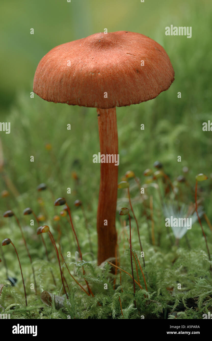 Small red poisonous toadstool ( fungus , mushroom ) growing on the ...