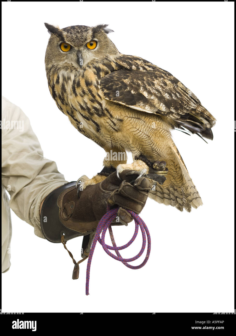 Animal handler with owl Stock Photo Alamy