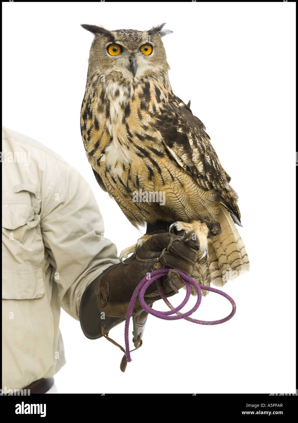 Animal handler with owl Stock Photo Alamy