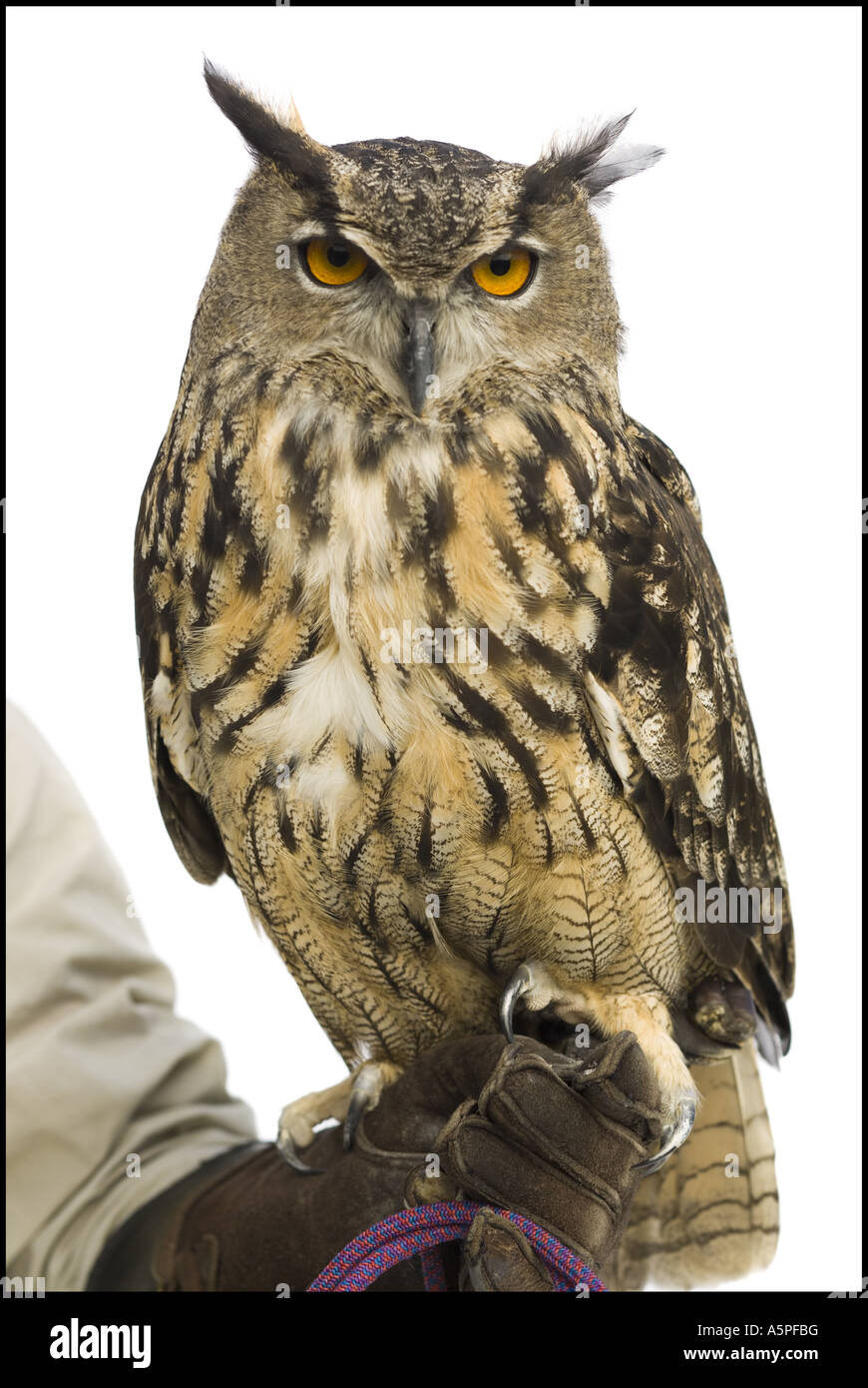 Animal handler with owl Stock Photo Alamy