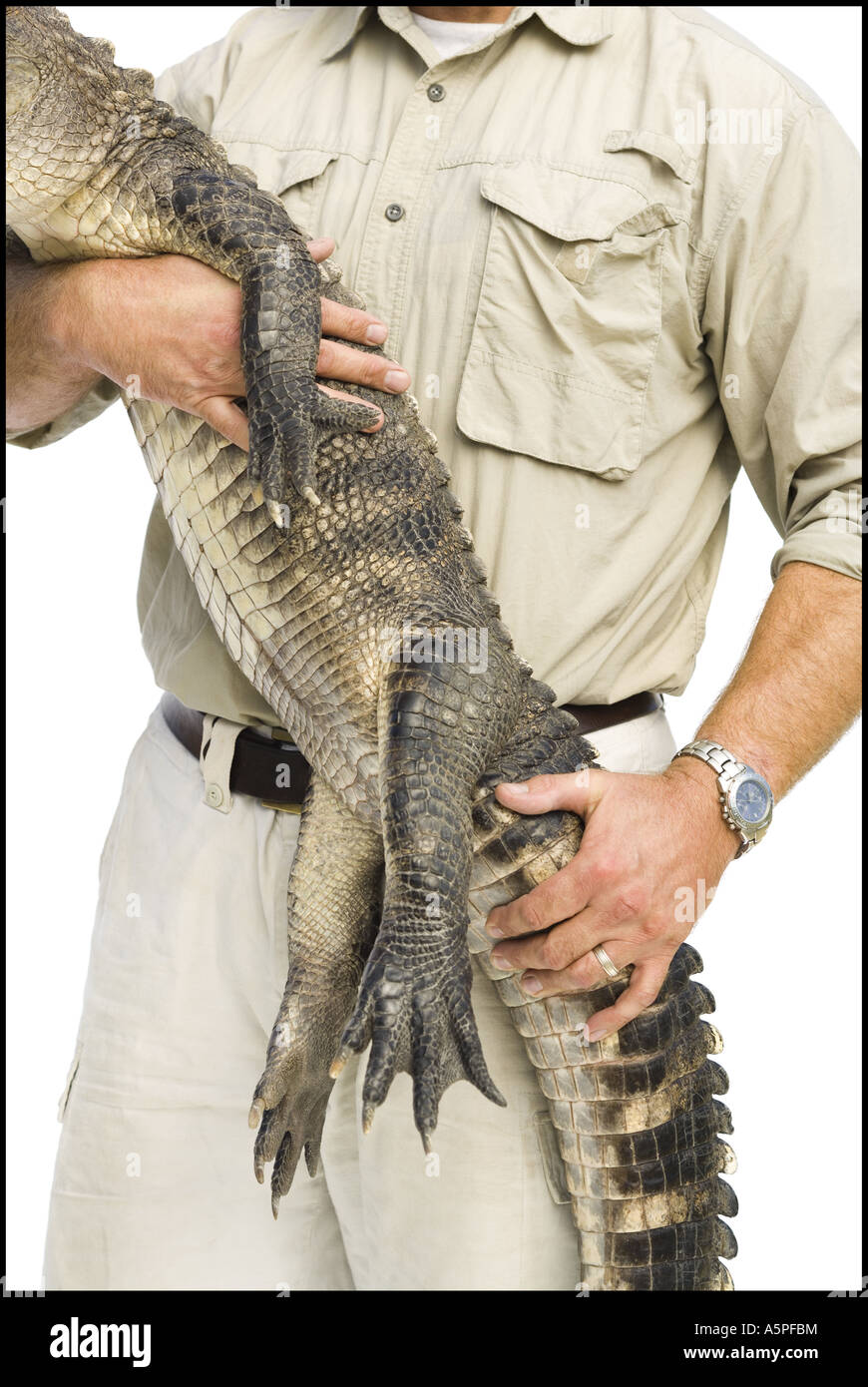 Animal handler with alligator Stock Photo Alamy