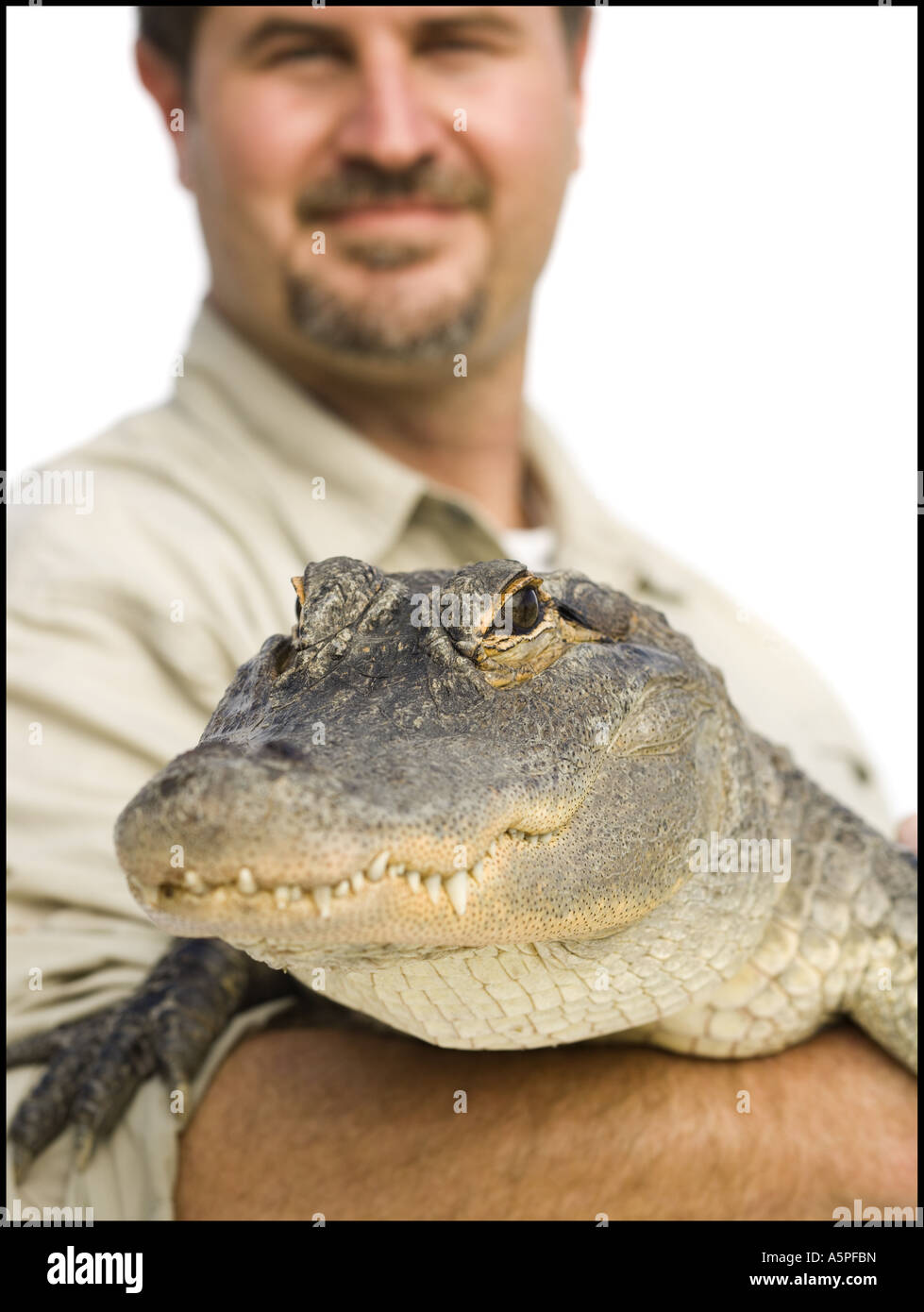 Animal handler with alligator Stock Photo Alamy