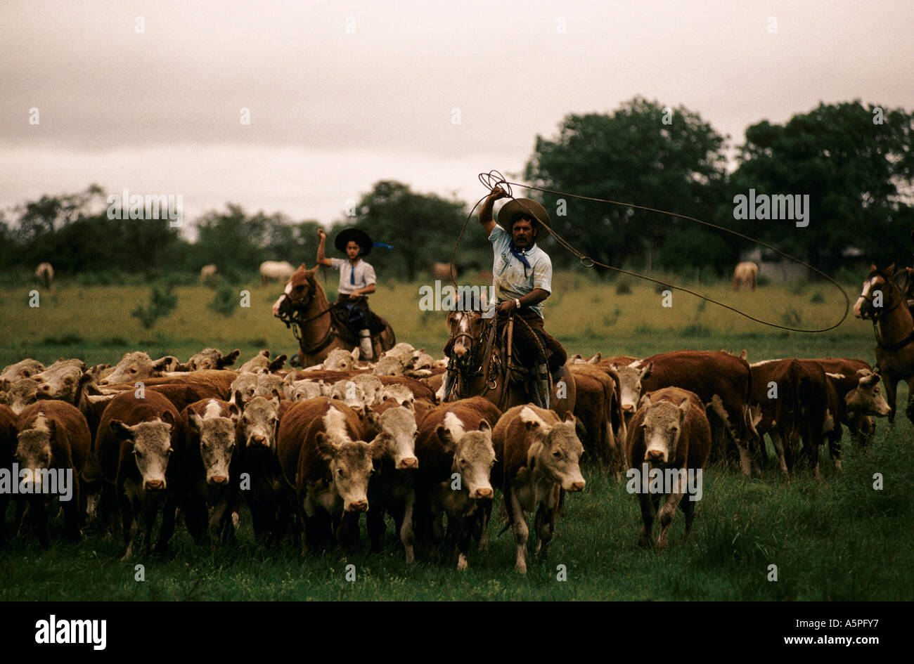 Argentina's Gaucho, Cattle Herding at an Estancia