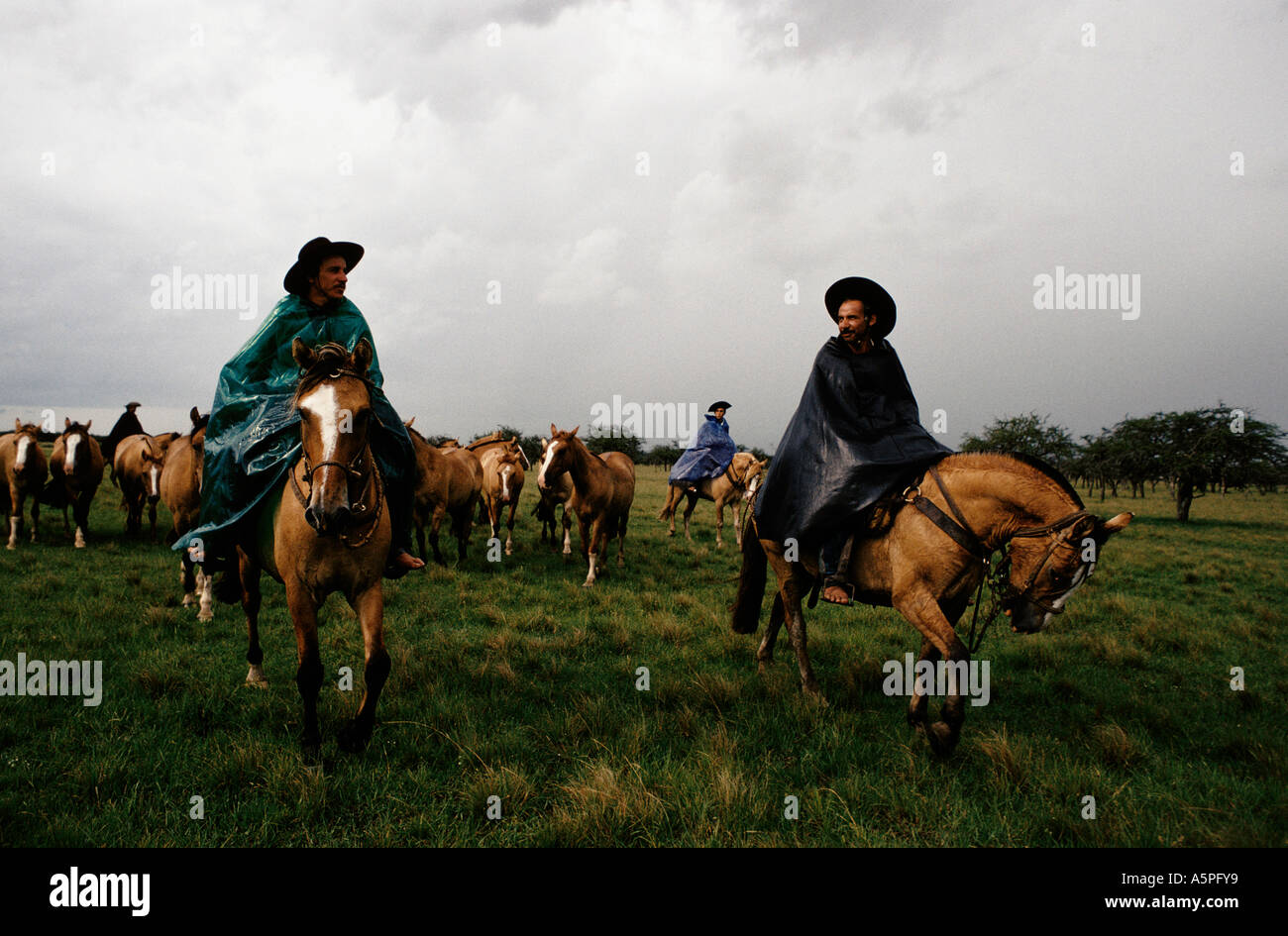 Herding criollo horses dark clouds farming agriculture rain capes hi