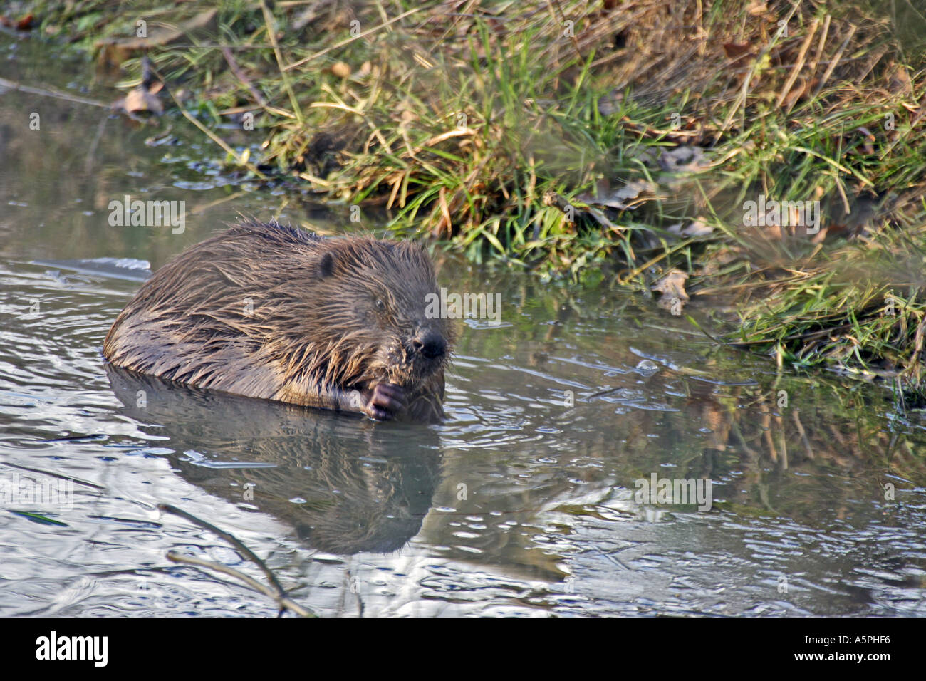 Biber im Teich Biber in a pond Stock Photo Alamy