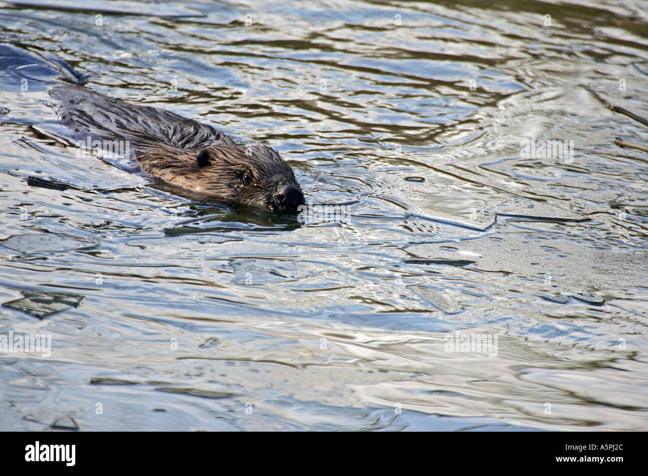 Biber im Teich Biber in a pond Stock Photo Alamy