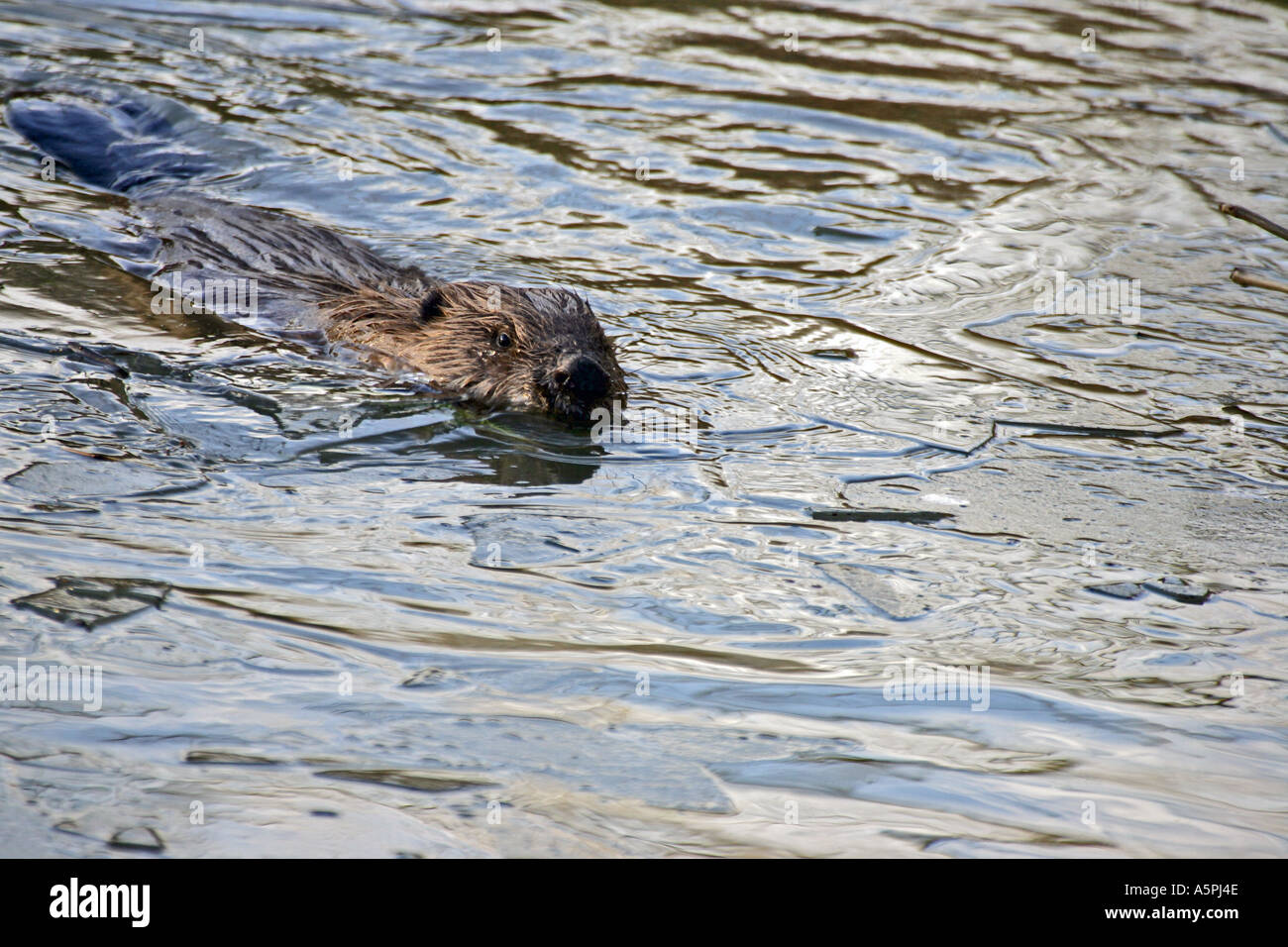 Biber im Teich Biber in a pond Stock Photo Alamy