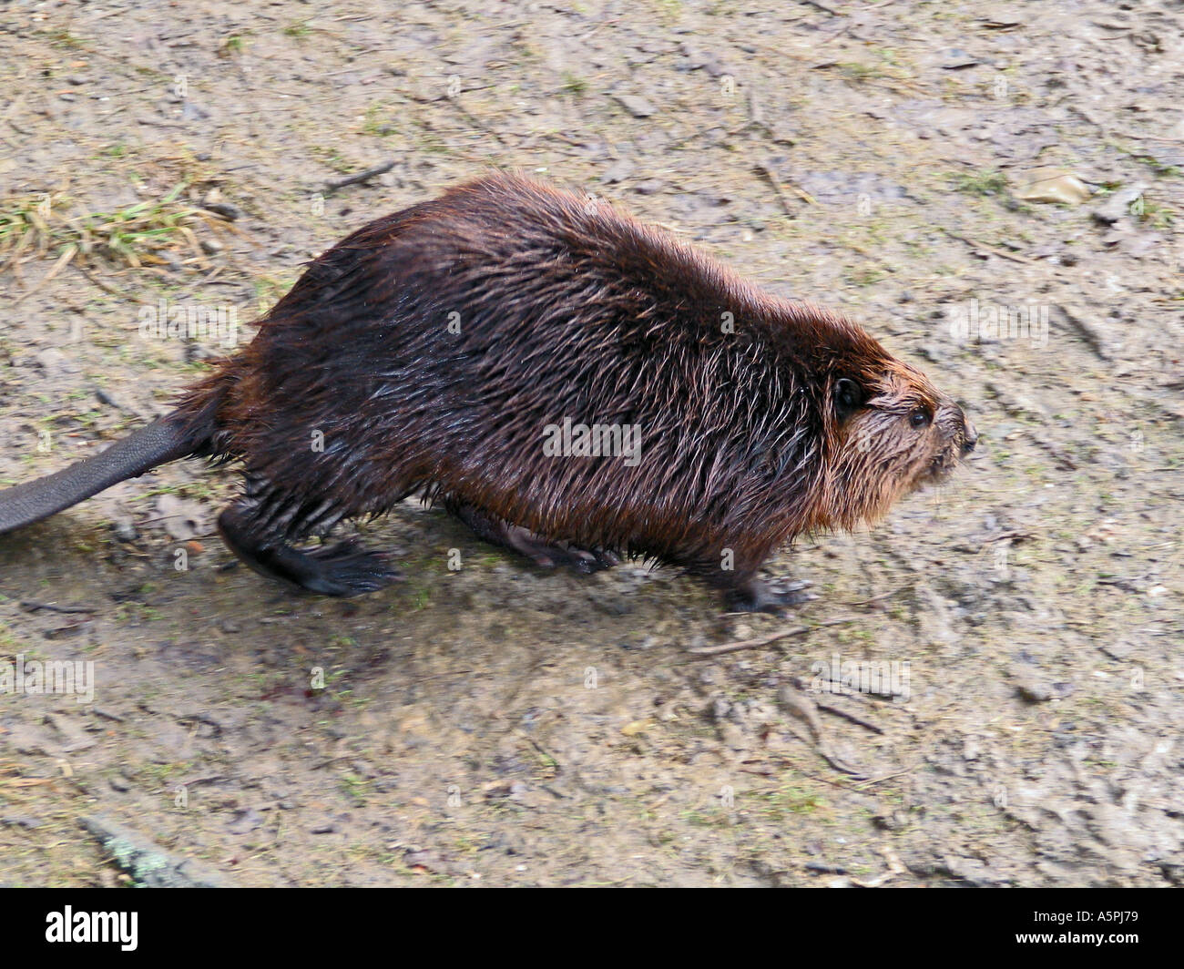 Biber im Teich Biber in a pond Stock Photo Alamy