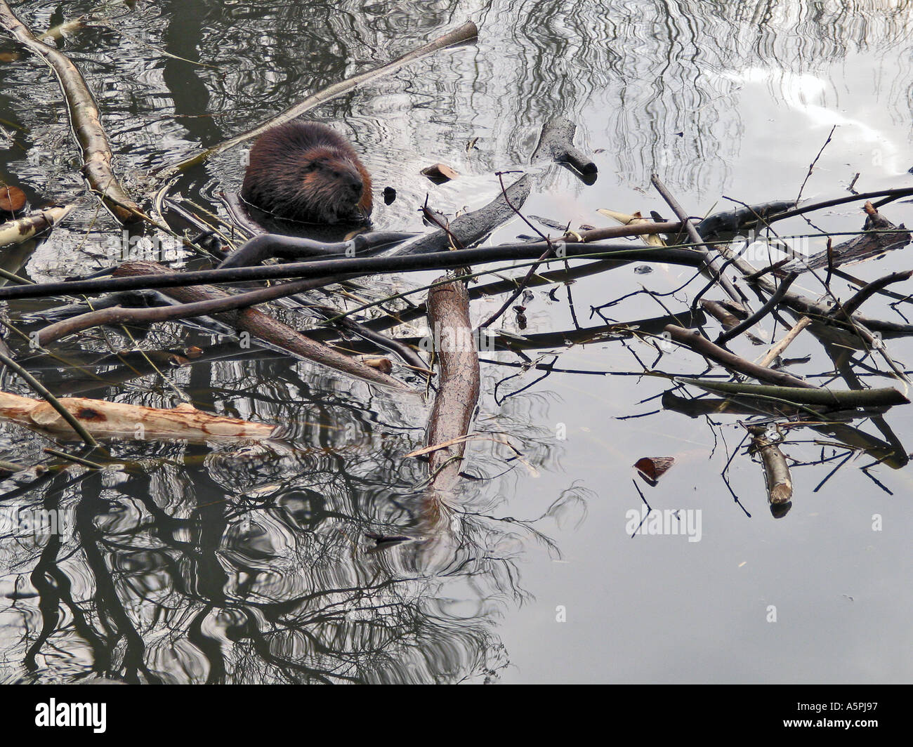 Biber im Teich Biber in a pond Stock Photo Alamy