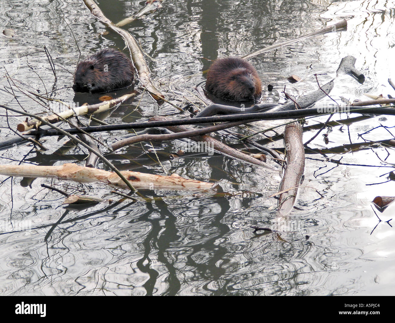 Biber im Teich Biber in a pond Stock Photo Alamy