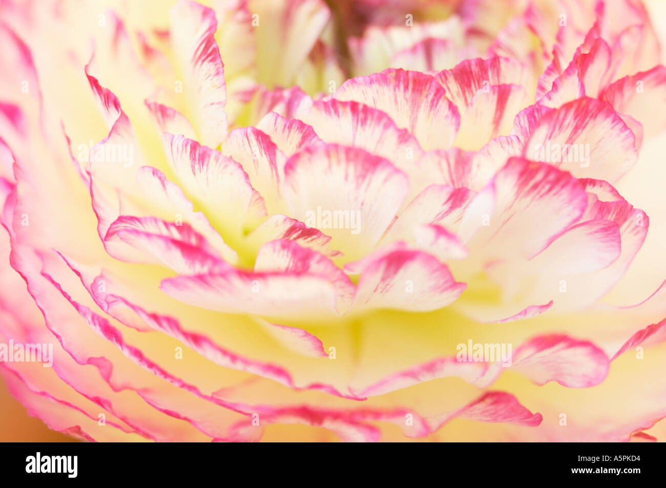 England, UK. A close up of a single pink and white bloom of Ranunculus 'Accolade Mix' Stock Photo
