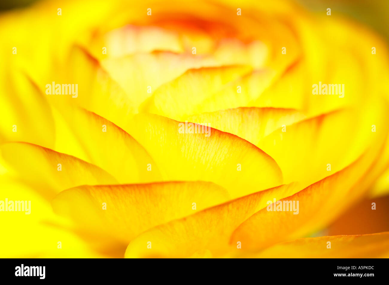England, UK. A single bright yellow bloom of Ranunculus 'Accolade Mix' Stock Photo