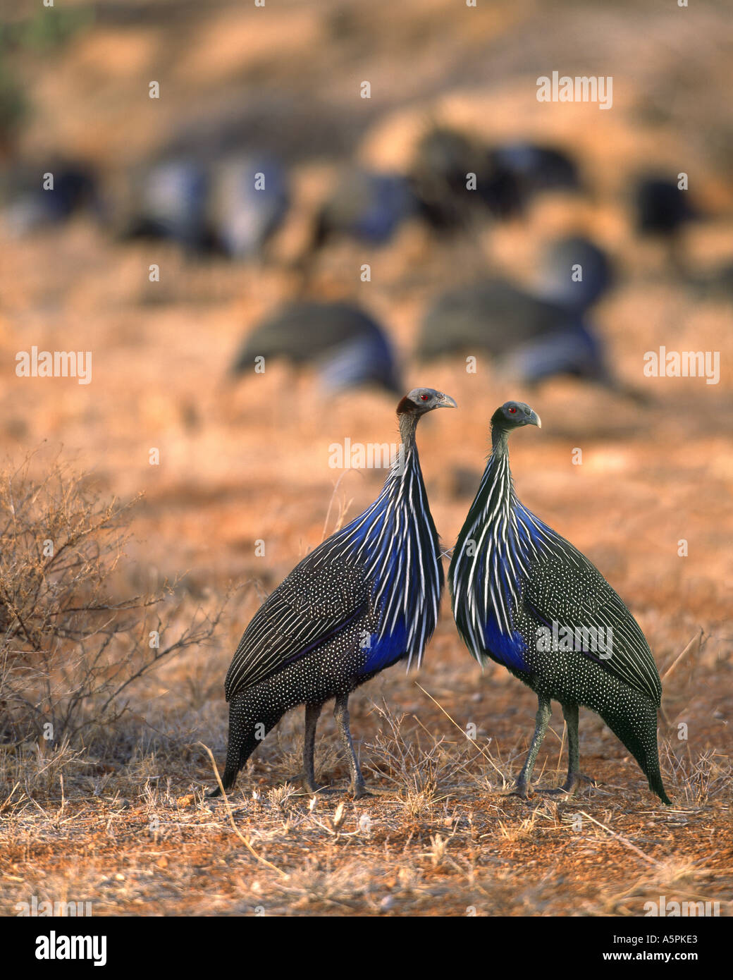 Vulturine guinea fowl Masai Mara Game Reserve Kenya Stock Photo