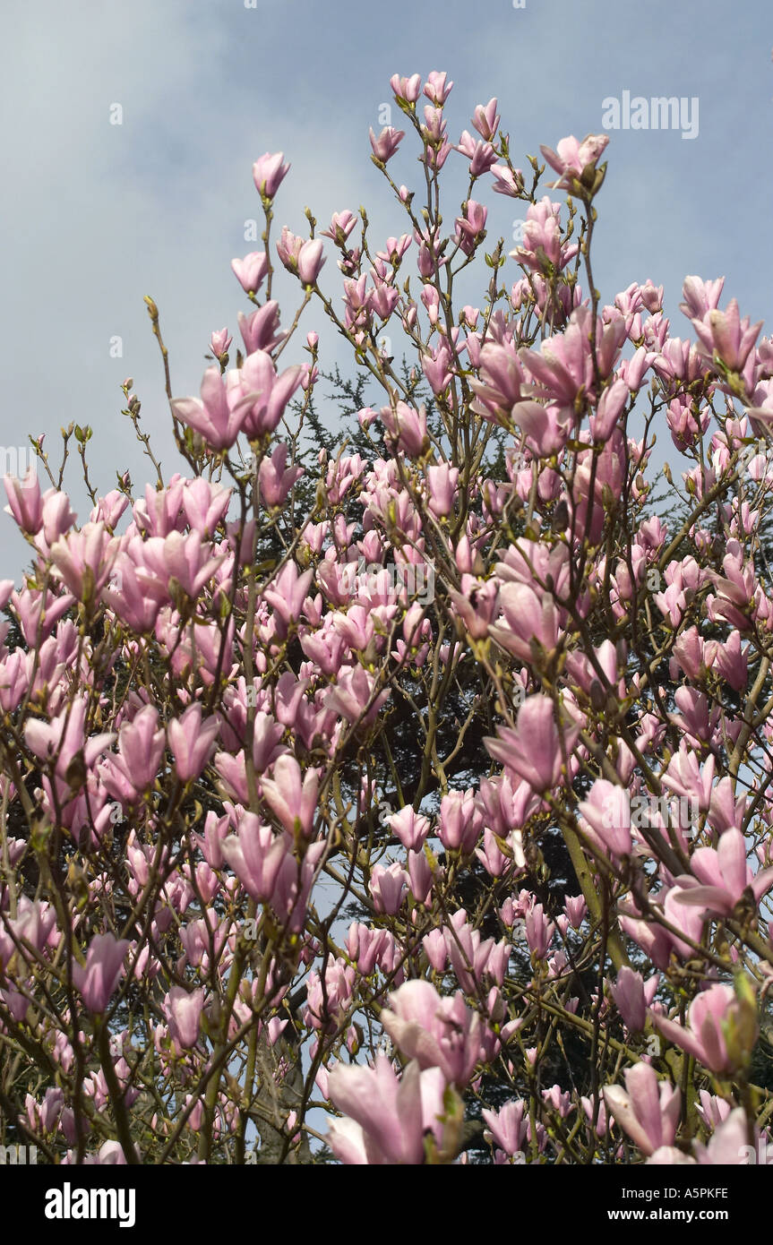 England, UK. Magnolia campbellii in full bloom against clear blue sky Stock Photo