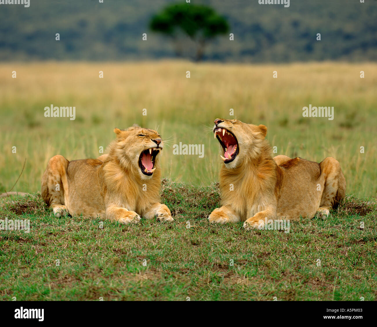 Lions, Masai Mara Game Reserve, Kenya Stock Photo - Alamy