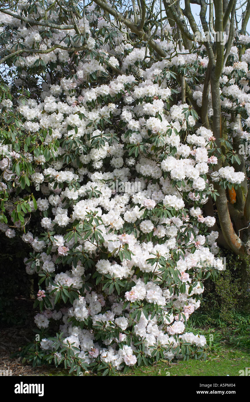 West Sussex, UK. Rhododendron Loder's White AGM in full bloom Stock Photo