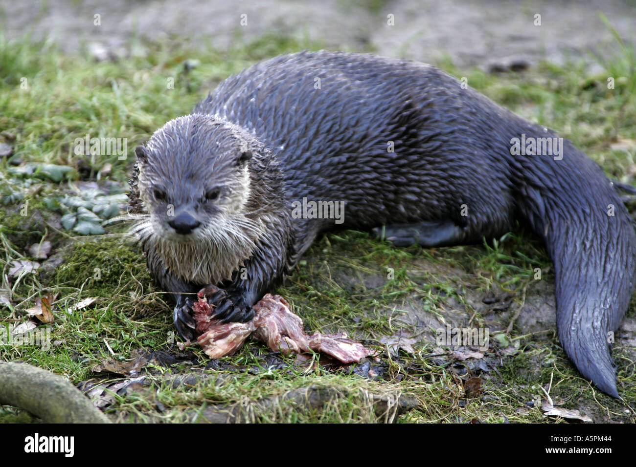 River otter eating Stock Photo Biology Diagrams