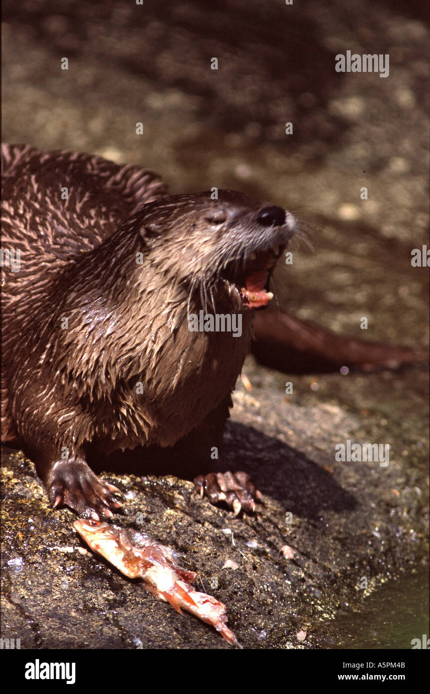 River otter eating Stock Photo - Alamy