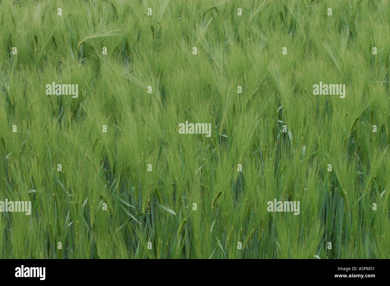 Rye North Rhine Westfalia Germany Secale cereale Roggen Nordrhein ...