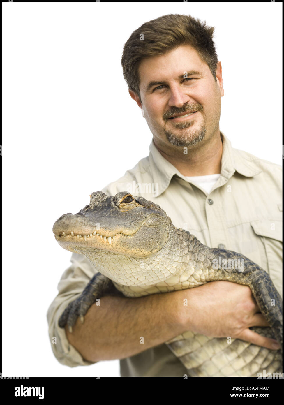 Animal handler with alligator Stock Photo Alamy