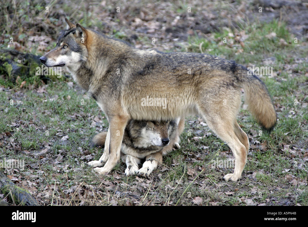Wolf  Stock Photo