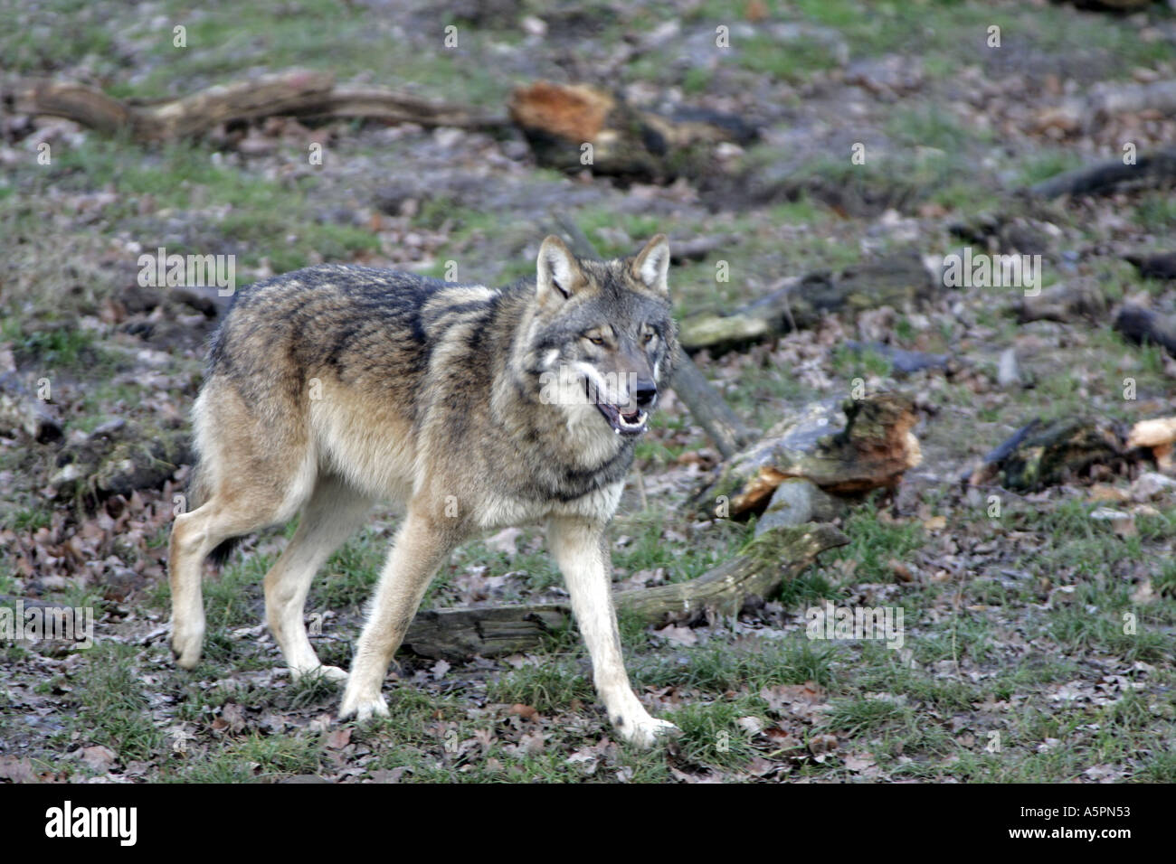 Wolf  Stock Photo