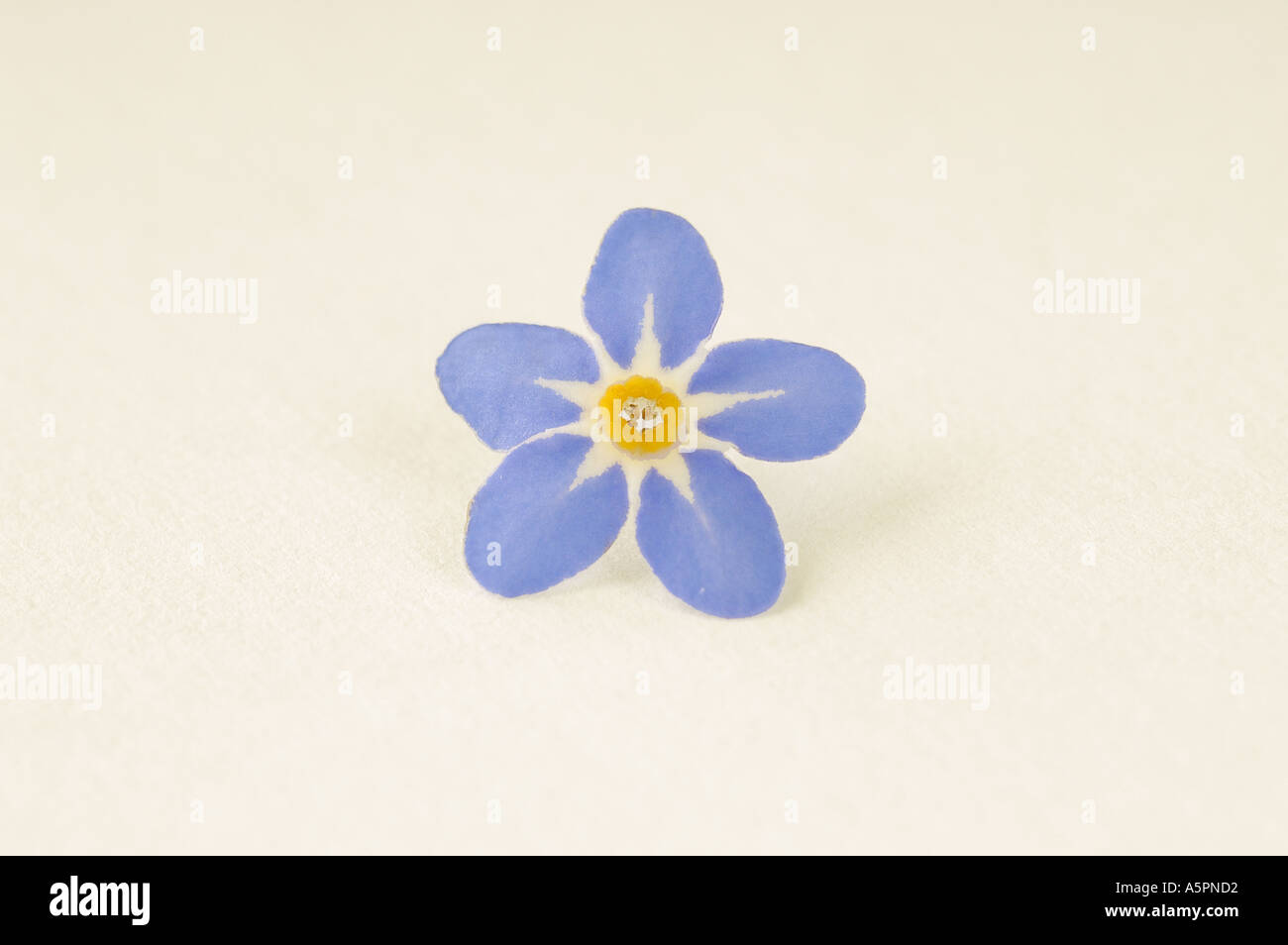 Me Knot Stock Photo Alamy