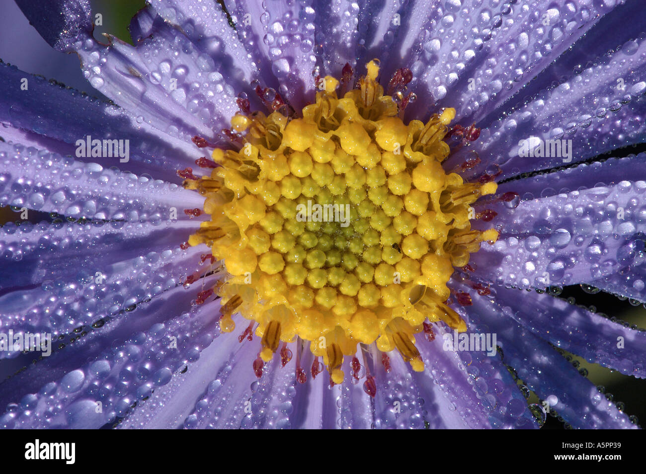Bushy Aster blossom with drops of water Aster dumosus Herbst Aster Bluete mit Wassertropfen Stock Photo