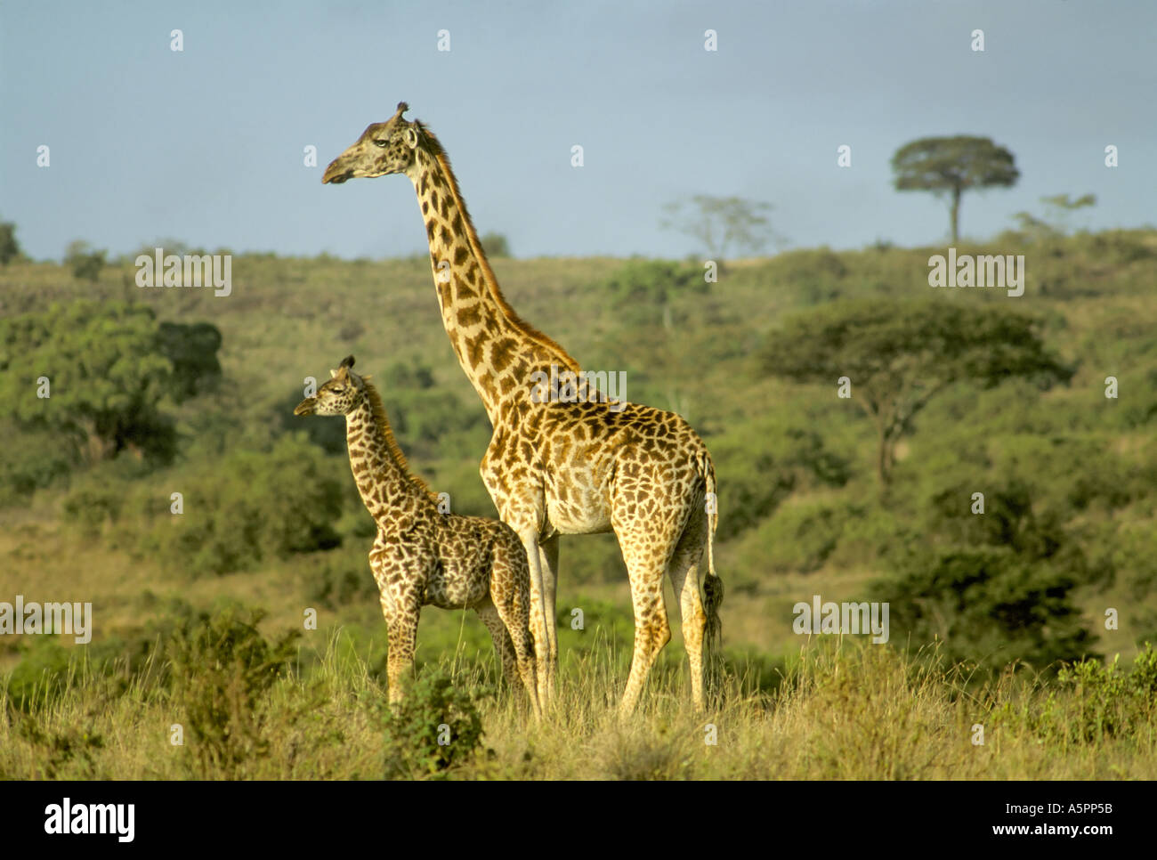 Giraffa camelopardis masai mara hi-res stock photography and images - Alamy