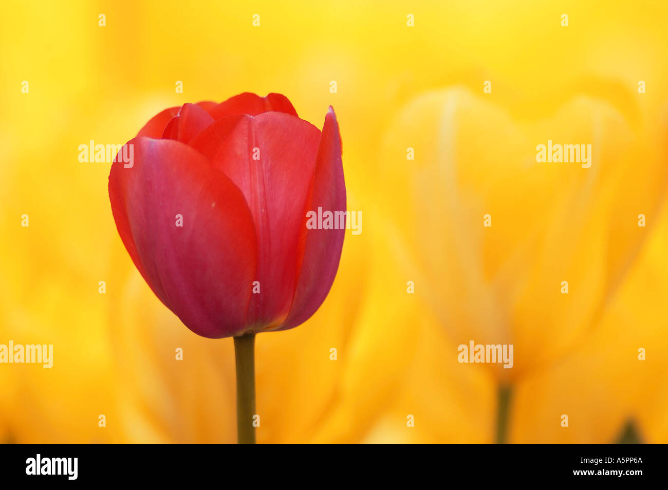 Tulips Tulpen Stock Photo
