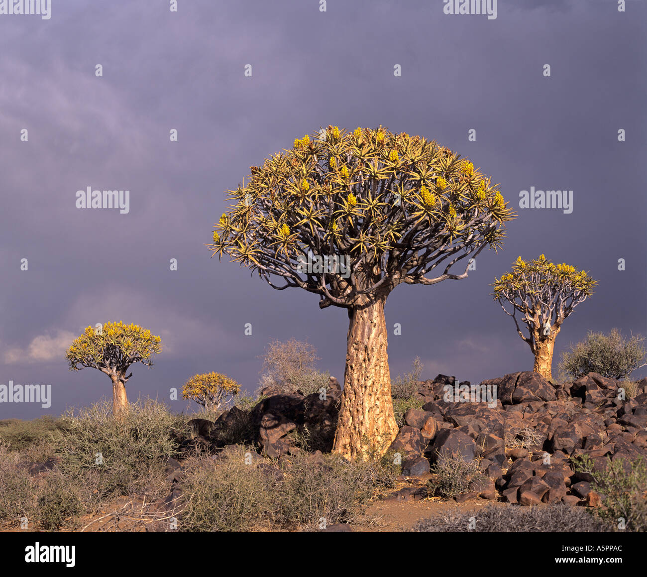 Kokerbooms near Keetmanshoop Namibia Stock Photo