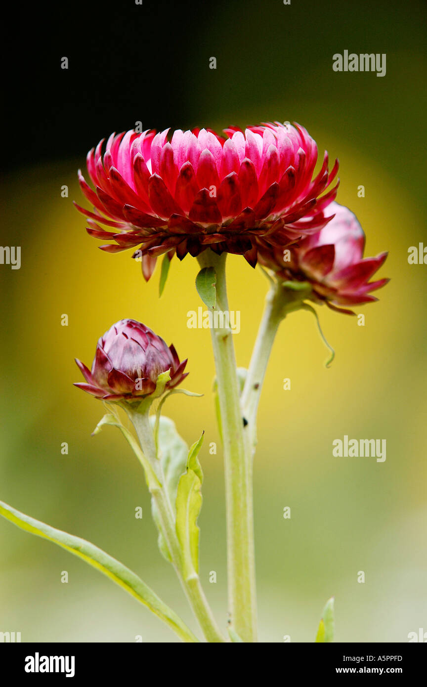 Immortelle Helichrysum bracteatum Strohblume Stock Photo