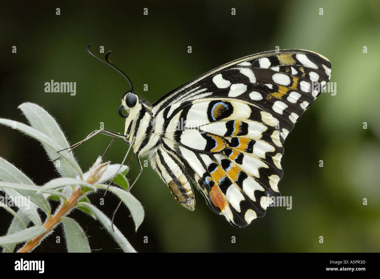 Lime Swallowtail Papilio demoleus Linden Schwalbenschwanz Ungeschwänzter Schwalbenschwanz Citrus Schwalbenschwanz seitlich side Stock Photo