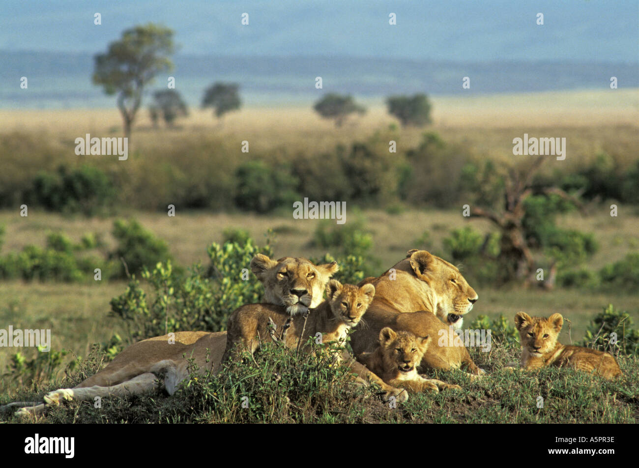 Lionesses Panthera leo with cubs lying in the gras Masai Mara Kenya ...