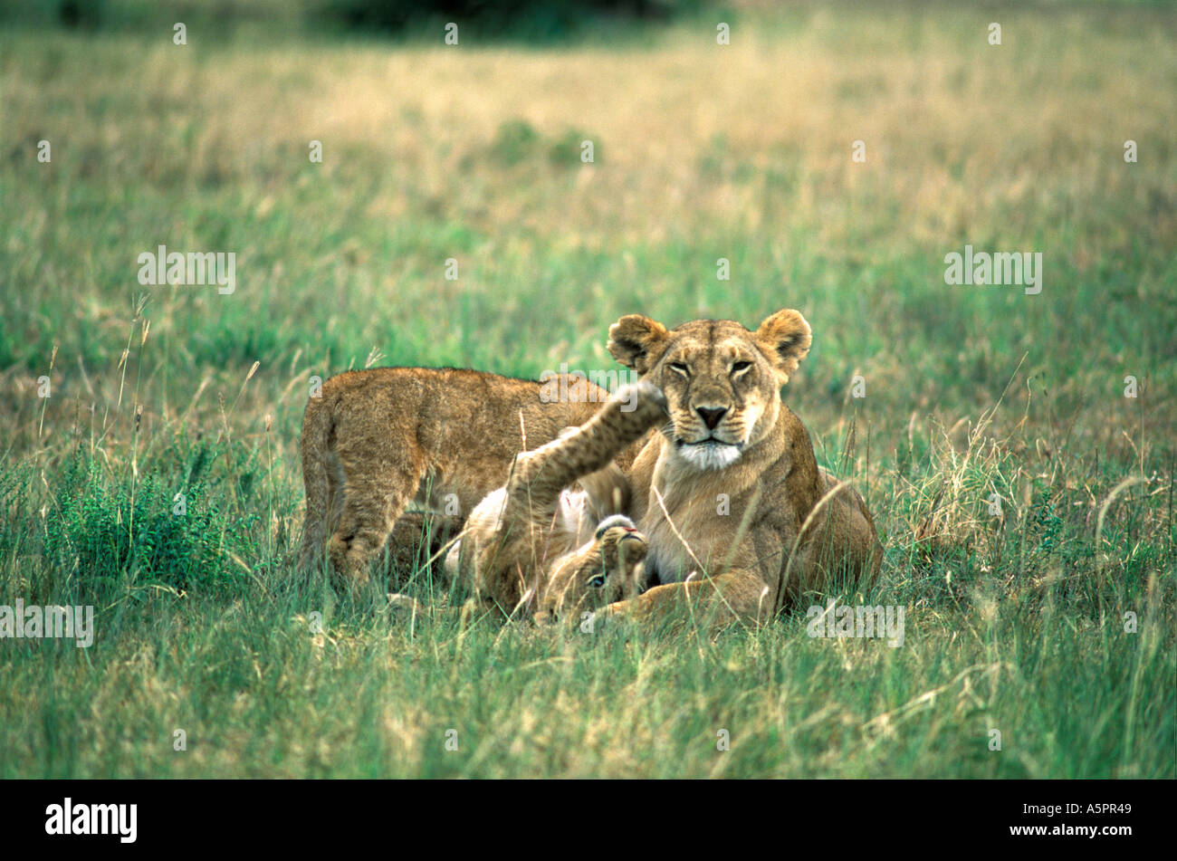 Lioness Panthera leo playing with cub Masai Mara Kenya Stock Photo - Alamy